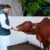 गौमाता की पूजा कर मुख्यमंत्री धामी ने प्रदेशवासियों की समृद्धि की कामना, गौ-संवर्धन को बताया आत्मनिर्भरता से जुड़ा विषय