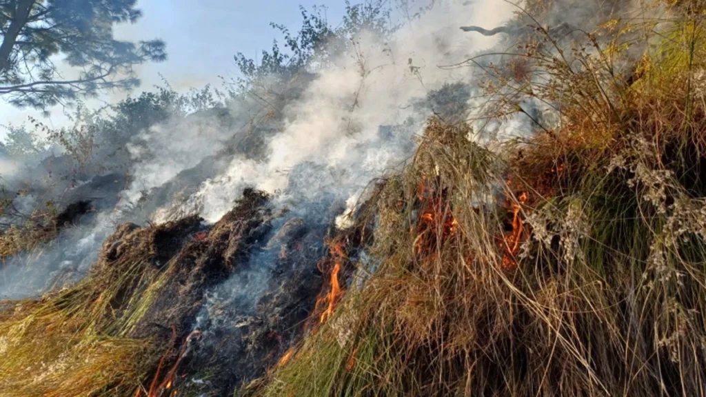 “फॉरेस्ट फायर ने रानीखेत के जंगलों को घेरा, व्यापक नुकसान की आशंका”