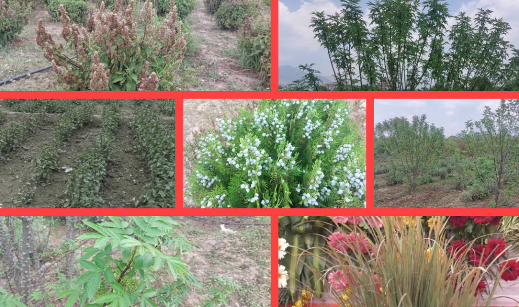 एरोमैटिक फसलों से आत्मनिर्भर उत्तराखंड, महक क्रांति का दशक भर का प्लान..