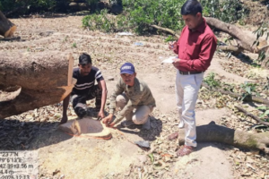 Ramnagar: कॉलोनी बनाने के लिए 12 बीघा बगीचे में 60 पेड़ों पर चला दी आरी, बगीचा स्वामी के खिलाफ FIR दर्ज