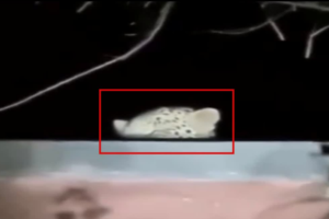 काशीपुर में डिग्री कॉलेज की छत पर दिखा तेंदुआ, इलाके में मचा हड़कंप, परिसर में अलर्ट