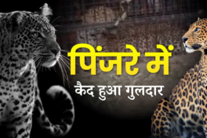 भीमताल के मोरा गांव में आतंक का अंत! पिंजरे में फंसा गुलदार, आदमखोर है या नहीं इसकी जांच होगी