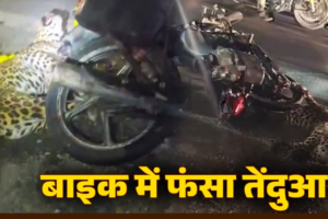 तेज रफ्तार बाइक से टकराया तेंदुआ, काफी देर तक फंसा रहा, देखिए वीडियो