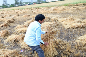 Uk: बेमौसमी बारिश ने तैयार गेहूं की फसल को भारी नुकसान पहुंचाया, किसानों की मेहनत पर फिरा पानी
