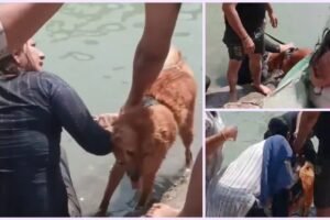गंगा में कुत्ता नहलाने को लेकर हंगामा, विरोध करने पर उल्टा उलझने लगी महिला यात्री, तीर्थ पुरोहितों ने की निंदा