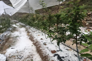 उत्तराखंड में बेमौसमी बारिश, 179 हेक्टेयर एरिया में फसल बर्बाद, अतिवृष्टि से 522 किसानों को नुकसान