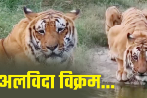 3 वनकर्मियों को मारा, फिर हुई 8 साल की कैद, सबसे खूंखार ‘विक्रम’ की ये है स्टोरी