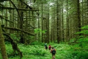 जंगलों से दिखेगा ब्रह्मांड का नजारा, वन महकमा कर रहा नया पर्यटन मॉडल तैयार