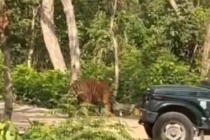 सैलानियों को टाइगर की माद में ले गया जिप्सी चालक, बीजेपी नेता के वीडियो साझा करने के बाद हुई कार्रवाई