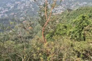 मसूरी में भीषण सड़क हादसा, सैकड़ों मीटर गहरी दुर्गम खाई में गिरी कार, चार लोग बताए जा रहे सवार