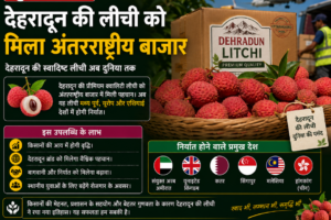देहरादून की लीची को मिला अंतरराष्ट्रीय बाजार