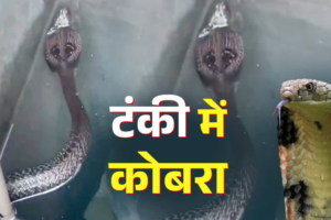 मानसून में रहें सतर्क! हल्द्वानी में पानी की टंकी में मिला ब्लैक कोबरा, मकान मालिक ने दिखाई समझदारी