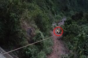 विकासनगर के त्यूणी में भीषण हादसा, 300 मीटर गहरी खाई में गिरी कार, 1 की मौत, दो लोग घायल