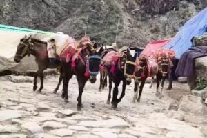 केदारनाथ में 25 टन बायो फ्यूल पेलेट्स तैयार, अब अगले चरण में बड़े स्तर पर होगा उत्पादन