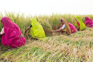धान और गेहूं की खरीद के लिए 1,100 करोड़ रुपये का प्रावधान